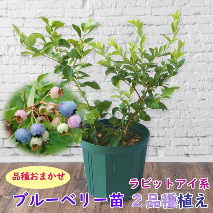 楽天市場 植え替え不要 品種おまかせ ラビットアイ系 ブルーベリー 苗 苗木 ２品種植え 樹高30 40cm 挿木２年生苗 8号スリット鉢にお好きな苗を２品種植えこみます 当店独自配合用土 使用 栽培セット 栽培キット 富士園芸楽天市場店