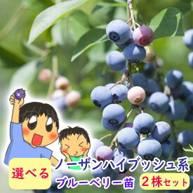 【 選べる2株セット 】ノーザンハイブッシュ系 選べる ブルーベリー 挿木株 苗 苗木 2株 樹高30〜50cm 4.5号(13.5cm)鉢 果樹苗 家庭菜園 ハイブッシュ blueberry