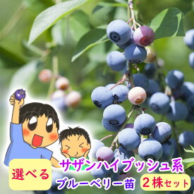 【 選べる2株セット 】サザンハイブッシュ系 選べる ブルーベリー 苗 苗木 2株 樹高30〜50cm 13.5cmポット苗 挿木2年生苗 果樹苗 ハイブッシュ サザンハイブッシュ