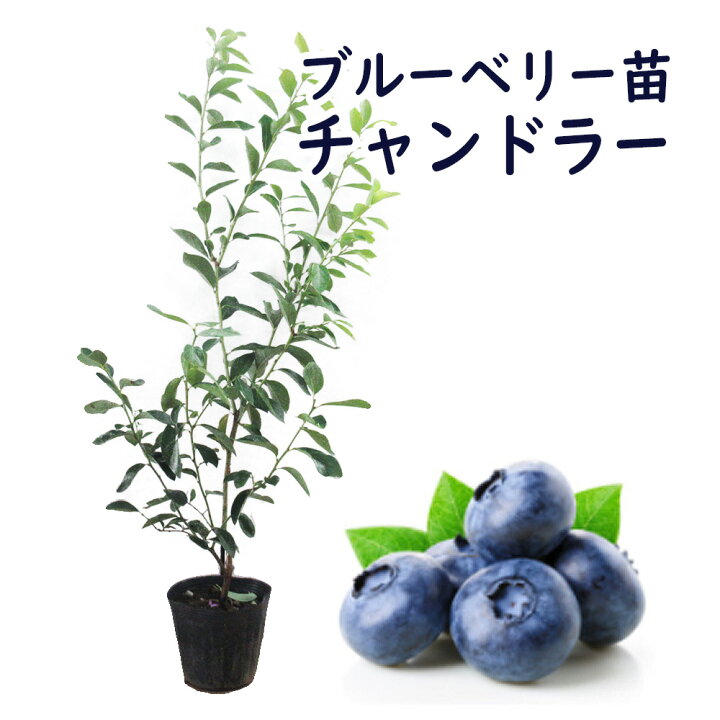 楽天市場 ブルーベリー 苗 苗木 ノーザンハイブッシュ系 チャンドラー 樹高70cm 13 5cm 4 5号 ポット 果樹苗 ブルーベリー苗 実のなる木 ブルーベリー狩り 富士園芸楽天市場店