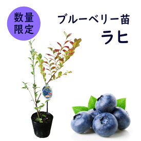 ブルーベリー 苗 苗木 ラビットアイ系 【 ラヒ 】樹高40cm 13.5cm(4.5号)ポット 果樹苗 ブルーベリー苗 実のなる木 ブルーベリー狩り
