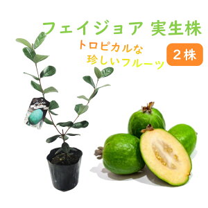 y2Zbgz tFCWA c c  10.5cm|bg 50cm gsJt[c Mщʎ pCibvO@o
