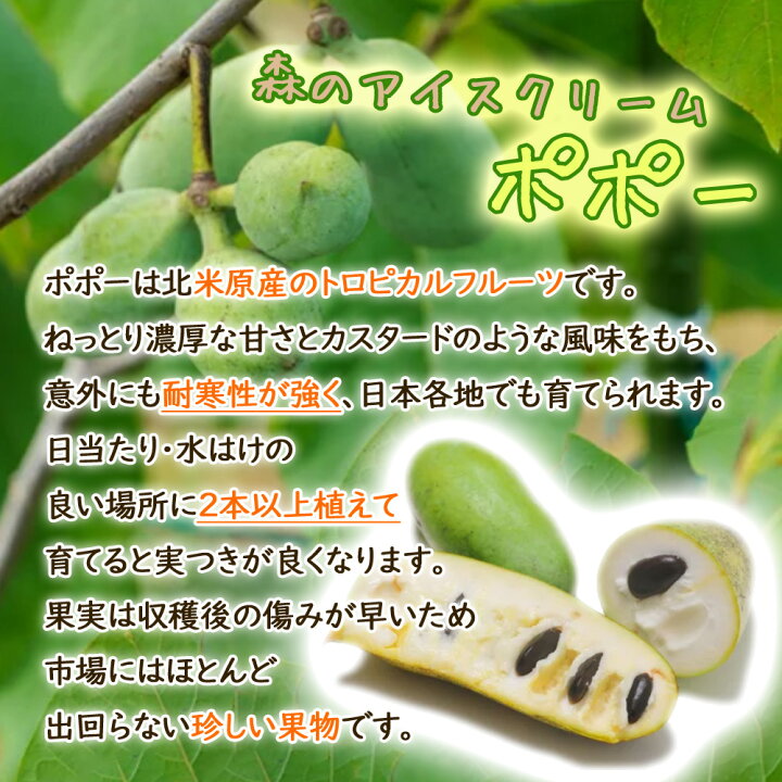 楽天市場】【果樹苗】 ポポー 実生苗 苗 10.5cmロングポット 樹高約 