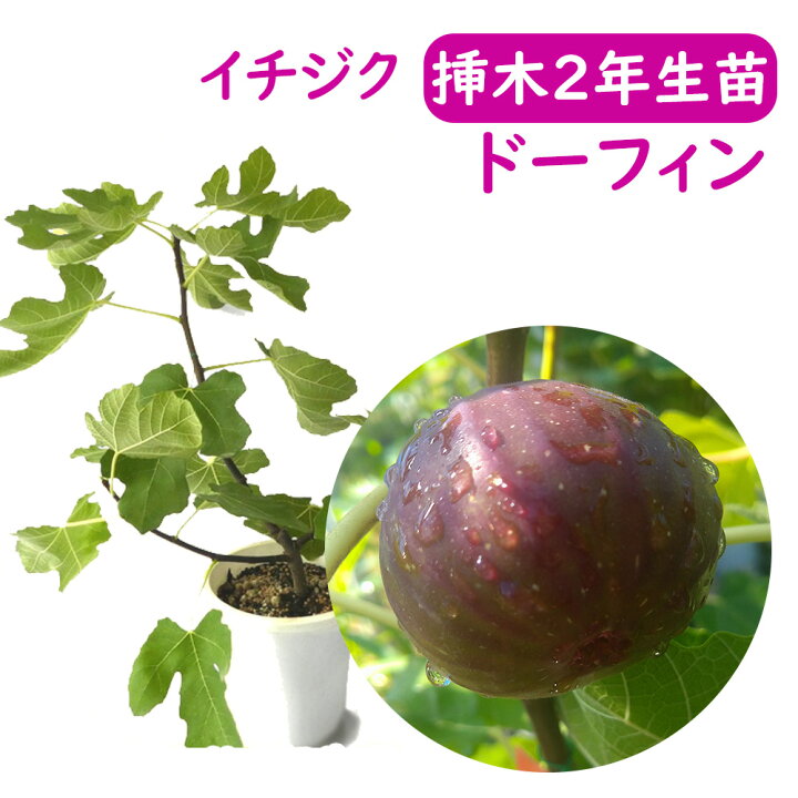 楽天市場 とにかく根ががっちり イチジク ドーフィン 挿木２年生苗 苗 苗木 ６号鉢 挿木２年生苗 無花果 いちじく 果樹苗 シンボルツリー 記念樹 健康果樹 健康 果樹苗 富士園芸楽天市場店