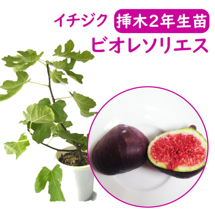 楽天市場】【とにかく根ががっちり！】イチジク 【 ビオレソリエス 