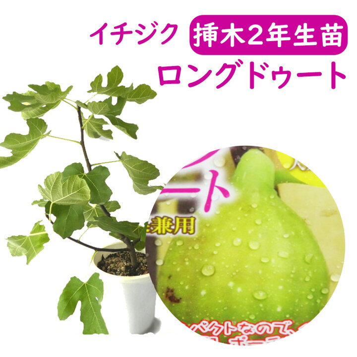 楽天市場】【とにかく根ががっちり！】イチジク 【 ロングドゥート 