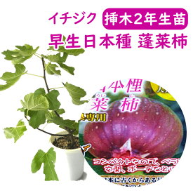 【とにかく根ががっちり！】イチジク 【 早生日本種 蓬莱柿 ( ホウライシ ) 挿木2年生苗 】 苗 苗木 6号鉢 挿木2年生苗 無花果 いちじく 果樹苗 シンボルツリー 記念樹 健康果樹 健康 果樹苗