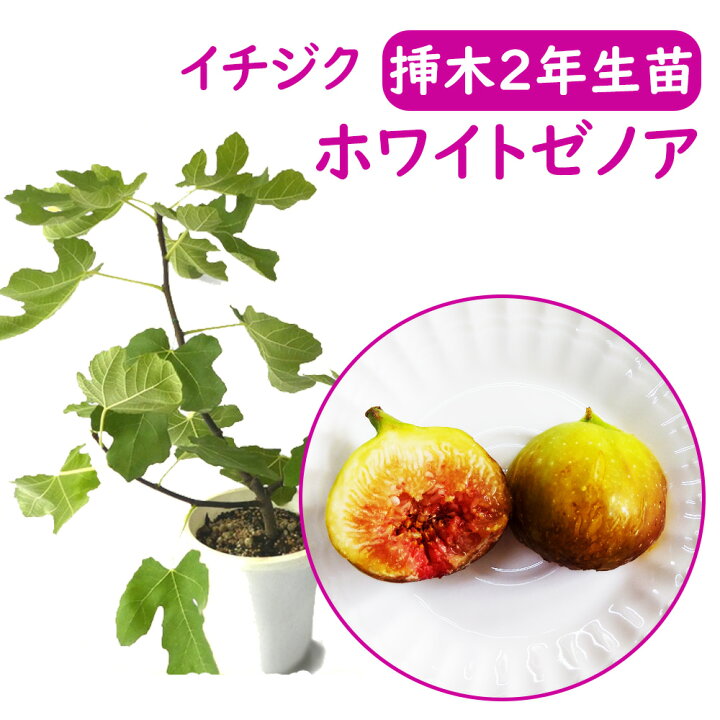 楽天市場】【とにかく根ががっちり！】イチジク 【 ホワイトゼノア 
