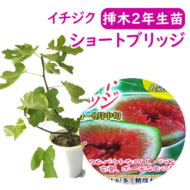 楽天市場】【とにかく根ががっちり！】イチジク 【 ショートブリッジ 