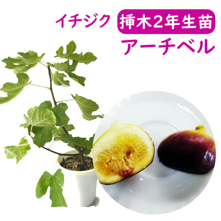 楽天市場】【とにかく根ががっちり！】イチジク 【 アーチベル 挿木2 