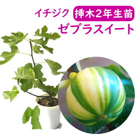 春まで落葉中です【とにかく根ががっちり！】イチジク 【 ゼブラスイート 挿木2年生苗 】 苗 苗木 6号鉢 挿木2年生苗 無花果 いちじく 果樹苗 シンボルツリー 記念樹 健康果樹 健康 果樹苗
