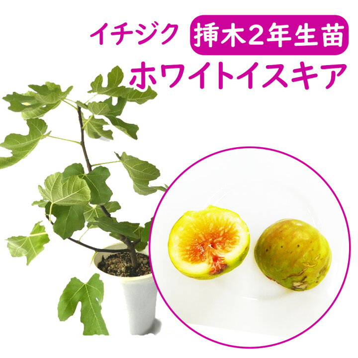 楽天市場】【とにかく根ががっちり！】イチジク 【 ホワイトイスキア 