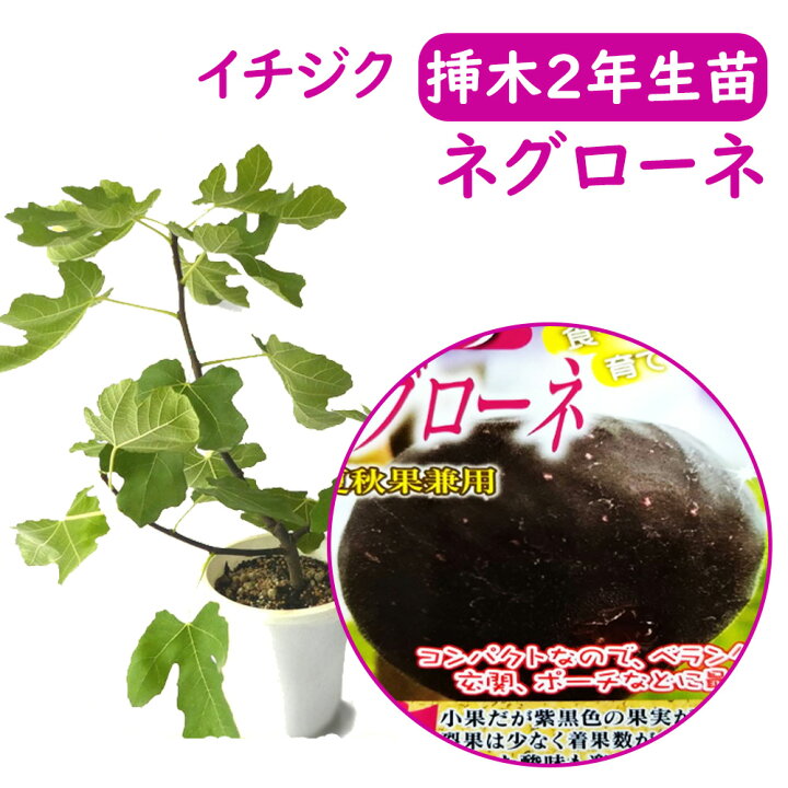 楽天市場】【とにかく根ががっちり！】イチジク 【 ネグローネ 挿木2 