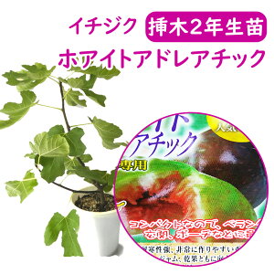 イチジク 苗 2年の人気商品 通販 価格比較 価格 Com