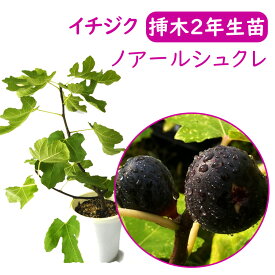 春まで落葉中です【とにかく根ががっちり！】イチジク 【 ノアールシュクレ 挿木2年生苗 】 苗 苗木 6号鉢 挿木2年生苗 無花果 いちじく 果樹苗 シンボルツリー 記念樹 健康果樹 健康 果樹苗