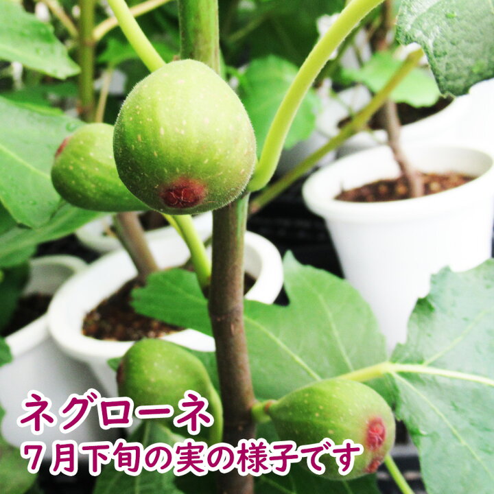 楽天市場】【とにかく根ががっちり！】イチジク 【 ネグローネ 挿木2 