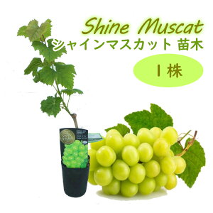 Ԃǂ c c uVC}XJbg }ؕcv 10.5cmO|bgy 1 z 30`40cm uhE  ʎc ̂Ȃ 鐫 shine muscat