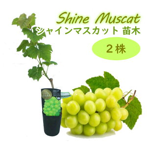 Ԃǂ c c uVC}XJbg }ؕcv 10.5cmO|bg y 2 z 30`40cm uhE  ʎc ̂Ȃ 鐫 shine muscat