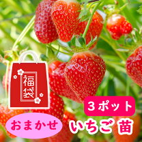 楽天市場】苗 章姫の通販