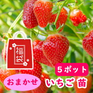おまかせ イチゴ 苗 【5ポット】 9cmポット苗 ※品種はお選びいただけません 　ふさのか アイベリー 女峰…