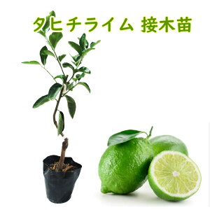 ^q`C ږؕc 13.5cm|bg 30`40cm ږ2Nc c c ƂɂKb`I 炢 C̖ _k VgX kc ʎc