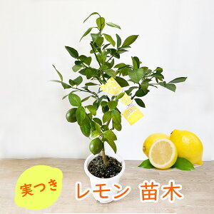 y  z  ږؕc c c 5 30`40cm 3ȏ񑩊łI kc ʎc ̂Ȃ Y LO A 