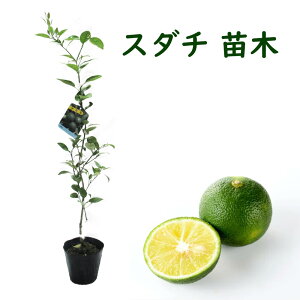 w  ږ2Nc x c c 15cm|bg 30cm ڂؕc ̖Ył kc ̂Ȃ _k X_`  VgX