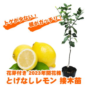 根ががっちり! レモン 苗木 苗 レモンの木 『 とげなしレモン 接木苗 』 15cmポット 樹高約50cm トゲナシレモン 棘なしレモン 柑橘 柑橘苗 果樹苗 実のなる木 庭木 誕生祝い 出産祝い プレゼン