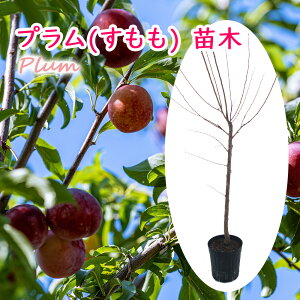 Iׂ v (  ) c c 6 60cm | n^LE bU CN { ʎc V{c[ LO Nʎ N ʎc