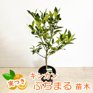 y t z LJ u Ղ܂ v c 5 20~30cm   k c A  N Mtg v[g