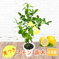 【 実つき レモン 苗木 】6号鉢 柑橘苗 果樹苗 実のなる木 国産 記念樹 植木 庭木 鉢物 プレゼント ギフ…