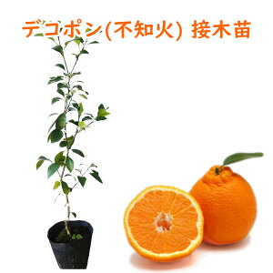 sm(ʂ) ufR|v 13.5cm(4.5)|bg@40`50cm ڂؕc c kc ʎc ̂Ȃ Y LO A   v[g Mtg oYj Vzj