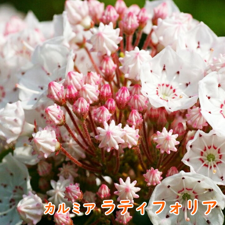 楽天市場 選べる カルミア 根巻株 樹高約40 50cm コンペイトウのようなかわいい花を咲かせます 庭木 記念樹 シンボルツリー 苗 苗木 花苗 富士園芸楽天市場店