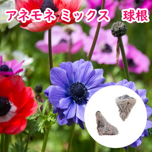 u All  ~bNX vfJ i[N {^C`Q niC`Q xjoiILiOT  h K[fjO anemone