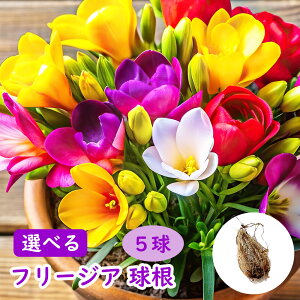 IׂԐFu t[WA  v ԉ    ~bNX t[ 󉩐 ATMXCZ ᗖ REZc Ҋ AXCZ h  freesia