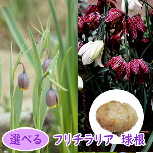 Iׂu t`A  v EousX AOX EN oC L EEV N}RP Ro `FbJ[[ h K[fjO fritillaria