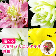選べる 八重咲オリエンタルリリー 球根 花粉がほとんどない！ アミスタッド アヌースカ アイシャ サマン…