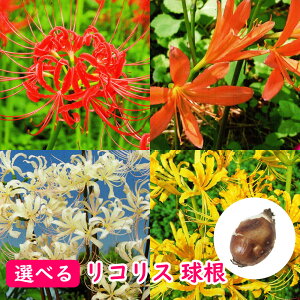 Iׂu RX  v WA[^ qKoi }WVQ Art[ TMjA XvQ[ CJi[^ XNA~Q icYCZ I[A VELXCZ ފ