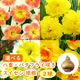 選べる「 バタフライ ・ 八重咲き スイセン 球根 【2球 】 」 水仙 雪中花