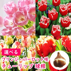 Iׂ u tWEp[bg炫 `[bv  v`[bv T 񂱂 h