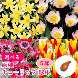 Iׂu  `[bv  v^_ CbN_[ gr[eB[ ^Cj[eB NVAi NTT fBWF[ ~j`[bv Ch`[bv T