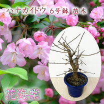 楽天市場】ハナカイドウの通販