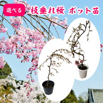 楽天市場】枝垂れ桜 苗の通販