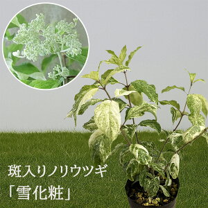 mEcM c y mEcMu ቻ ( 䂫傤 ) v z4(12cm|bg)c c s~bhAWTC  A Ԗ t  _   V{c[ LO v[g