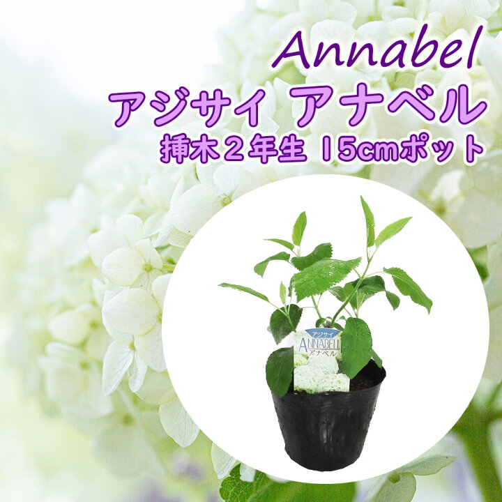 楽天市場 アジサイ アナベル 苗 アナベル 挿木2年生苗 15cm 5号 ポット苗 苗木 西洋アジサイ アメリカノリノキ アメリカあじさい ワイルドハイドランジア 紫陽花 庭木 植木 花木 落葉 庭木 生垣 庭木 鉢物 シンボルツリー 記念樹 プレゼント ギフト 富士園芸 楽天市場 アジサイ アナベル 苗 アナベル 挿木2年生苗 15cm 5号 ポット苗 苗木 西洋アジサイ アメリカノリノキ アメリカあじさい ワイルドハイドランジア 紫陽花 庭木 植木 花木 落葉 庭木 生垣 庭木 鉢物 シンボルツリー 記念樹 プレゼント ギフト 富士園芸