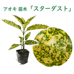 AIL w X^[_Xg x 10.5cm|bg 20cm c c AIL   F | Ύ   _ K[fjO