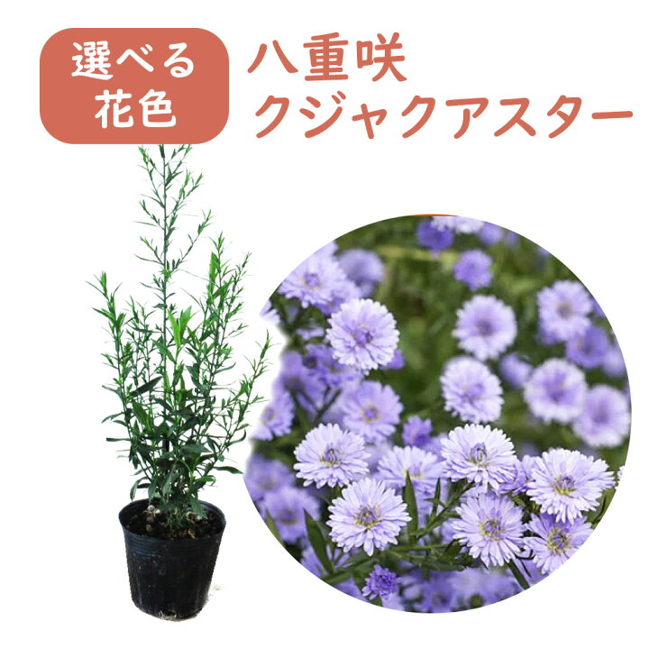 楽天市場 選べる花色 八重咲 クジャクアスター 苗 苗木 12cmポット 樹高約40cm アスター 孔雀アスター 宿根アスター クジャク草 クジャクソウ シンボルツリー 記念樹 プレゼント ギフト 富士園芸楽天市場店 楽天市場 選べる花色 八重咲 クジャクアスター 苗 苗木 12cmポット 樹高約40cm アスター 孔雀アスター 宿根アスター クジャク草 クジャクソウ シンボルツリー 記念樹 プレゼント ギフト 富士園芸楽天市場店