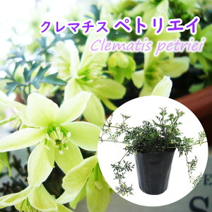 y ԏI z΃N}`X u ygGC v10.5cmO|bg 鐫 K[fjO nMO  h N Clematis petriei