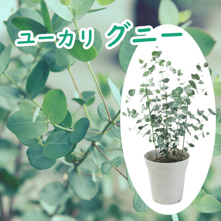 楽天市場】ユーカリ 「 グニー 」 苗 苗木 5号鉢 樹高約50cm 植木 