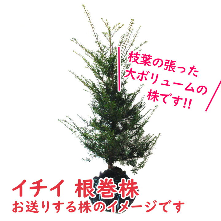 楽天市場】「 イチイ 根巻株 【1株】」 樹高約100cm 苗 苗木 ※雌雄 